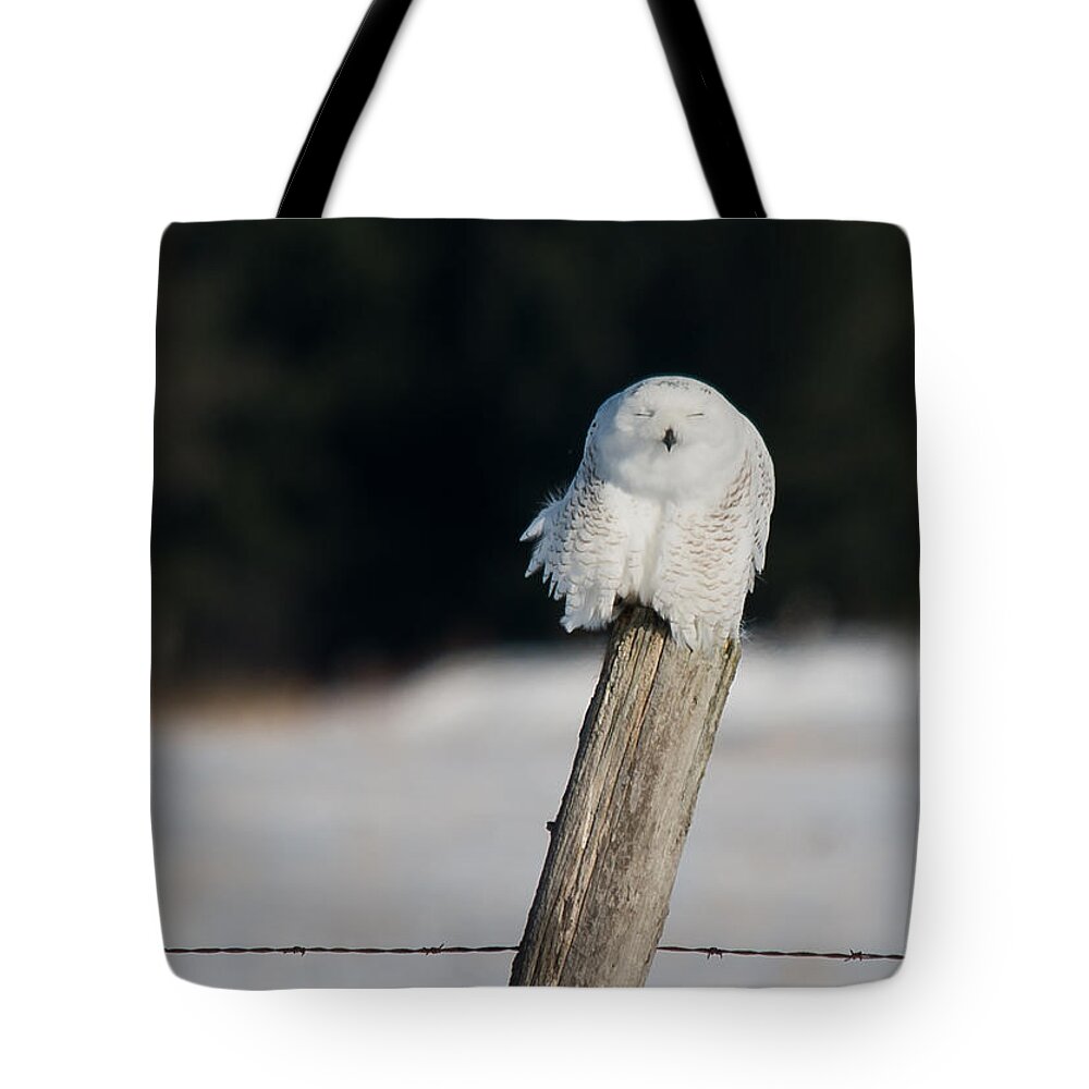 Snowy Owl Tote Bag featuring the photograph Cheeky Snowy by Cheryl Baxter