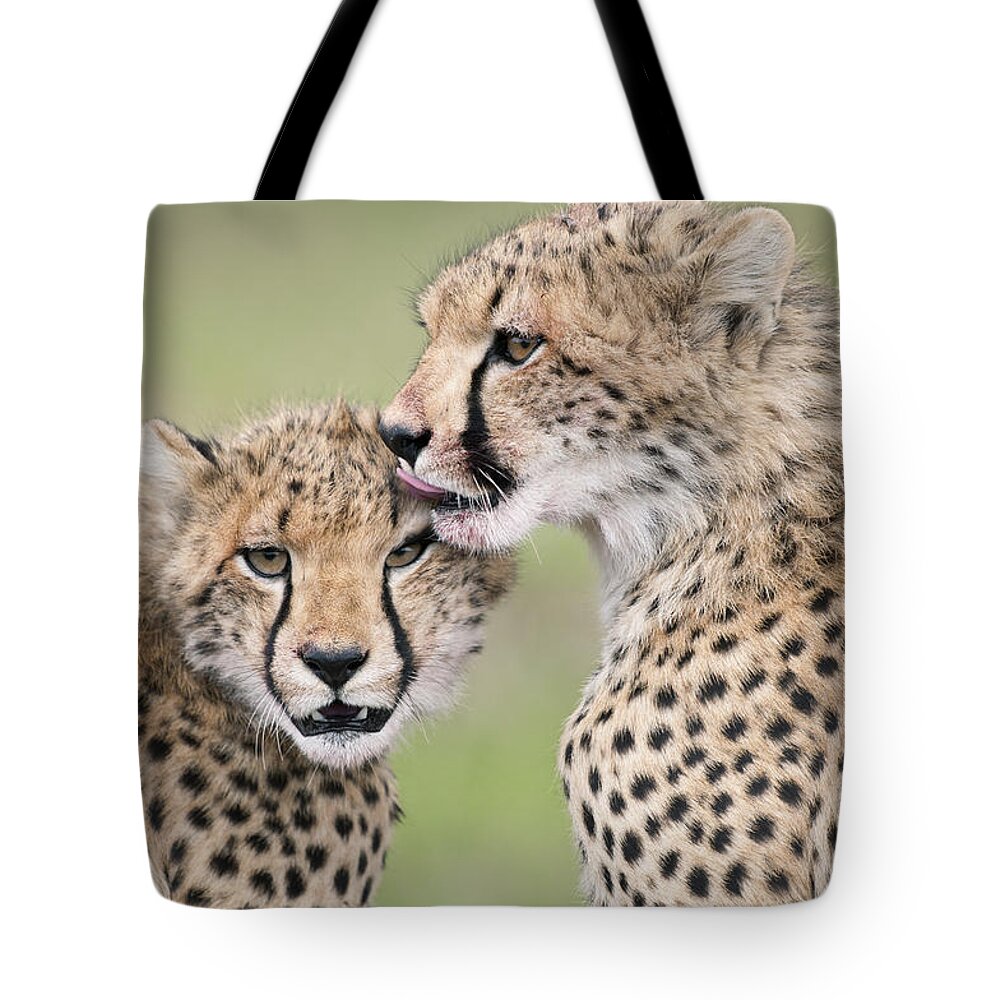 Feb0514 Tote Bag featuring the photograph Cheetah Cubs Grooming Kenya by Tui De Roy
