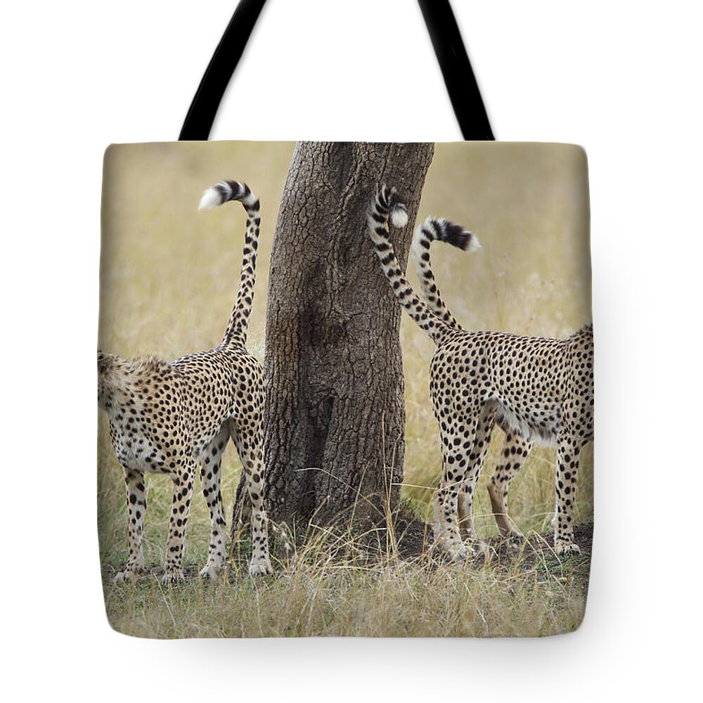 Suzi Eszterhas Tote Bag featuring the photograph Cheetah Males Marking Tree Kenya by Suzi Eszterhas