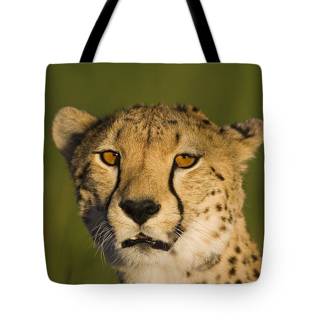 Suzi Eszterhas Tote Bag featuring the photograph Cheetah Masai Mara Kenya by Suzi Eszterhas