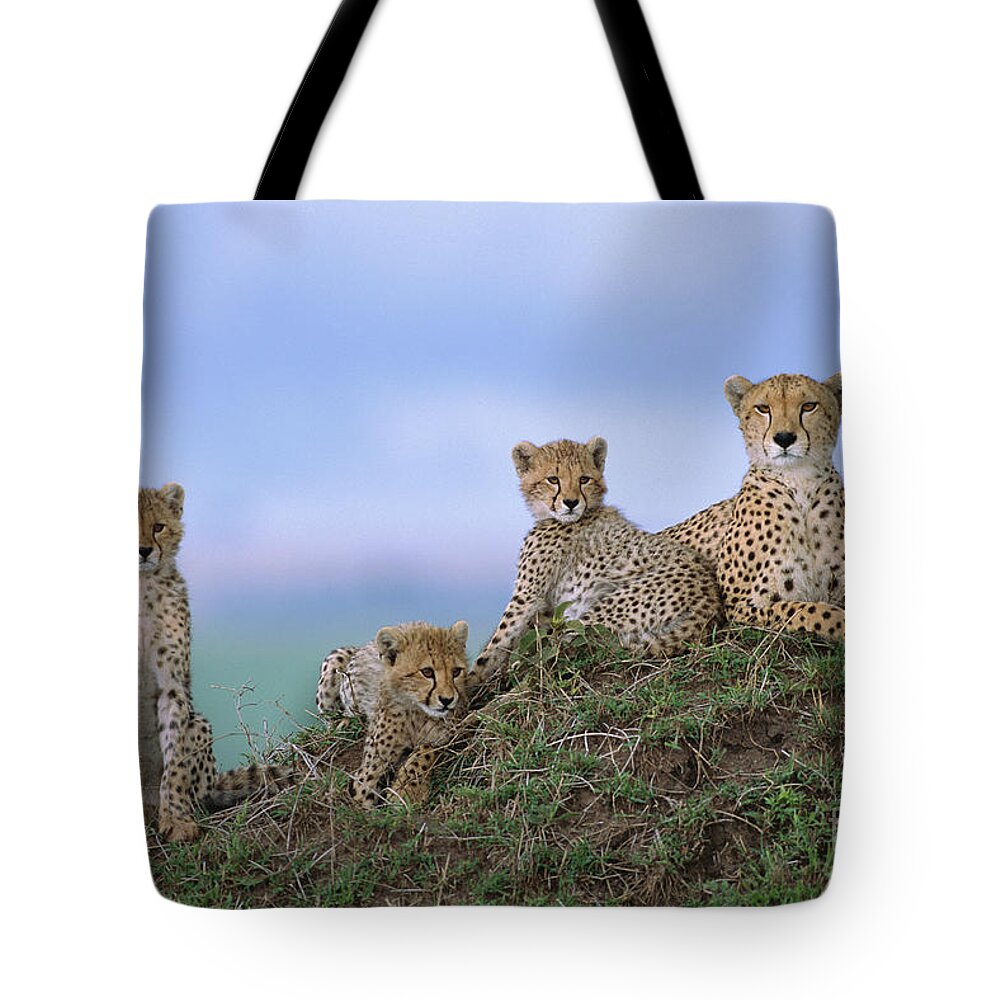 00345009 Tote Bag featuring the photograph Cheetah Mother And Cubs in Masai Mara by Yva Momatiuk John Eastcott