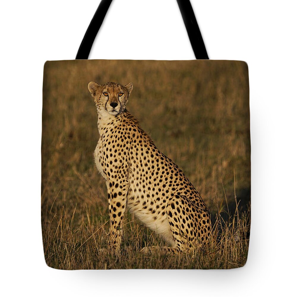 Hiroya Minakuchi Tote Bag featuring the photograph Cheetah On Savanna Masai Mara Kenya by Hiroya Minakuchi
