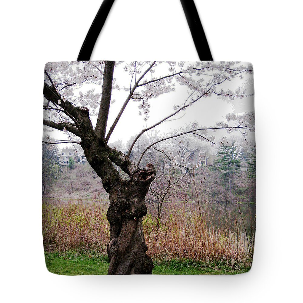 Trees Tote Bag featuring the photograph Cherry Blossom Time by Nina Silver