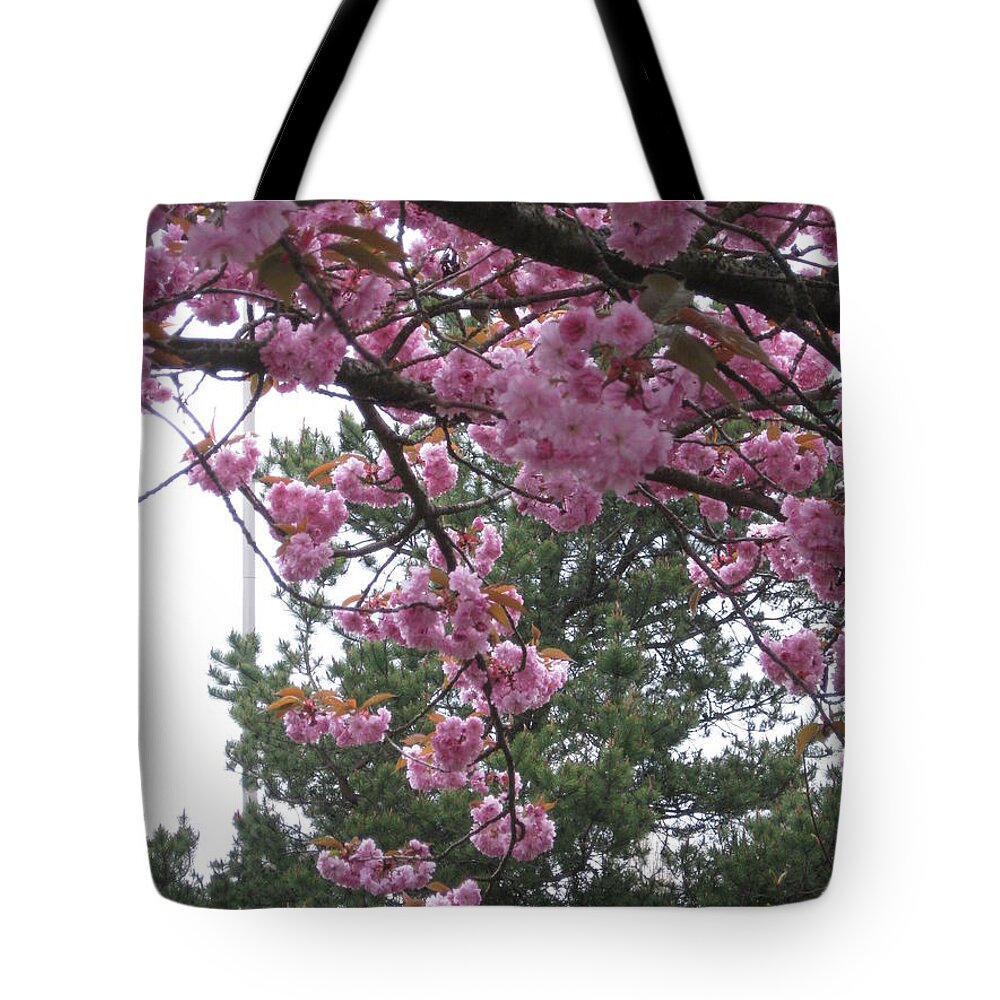Cherry Blossoms Tote Bag featuring the photograph Cherry Blossoms 1 by David Trotter