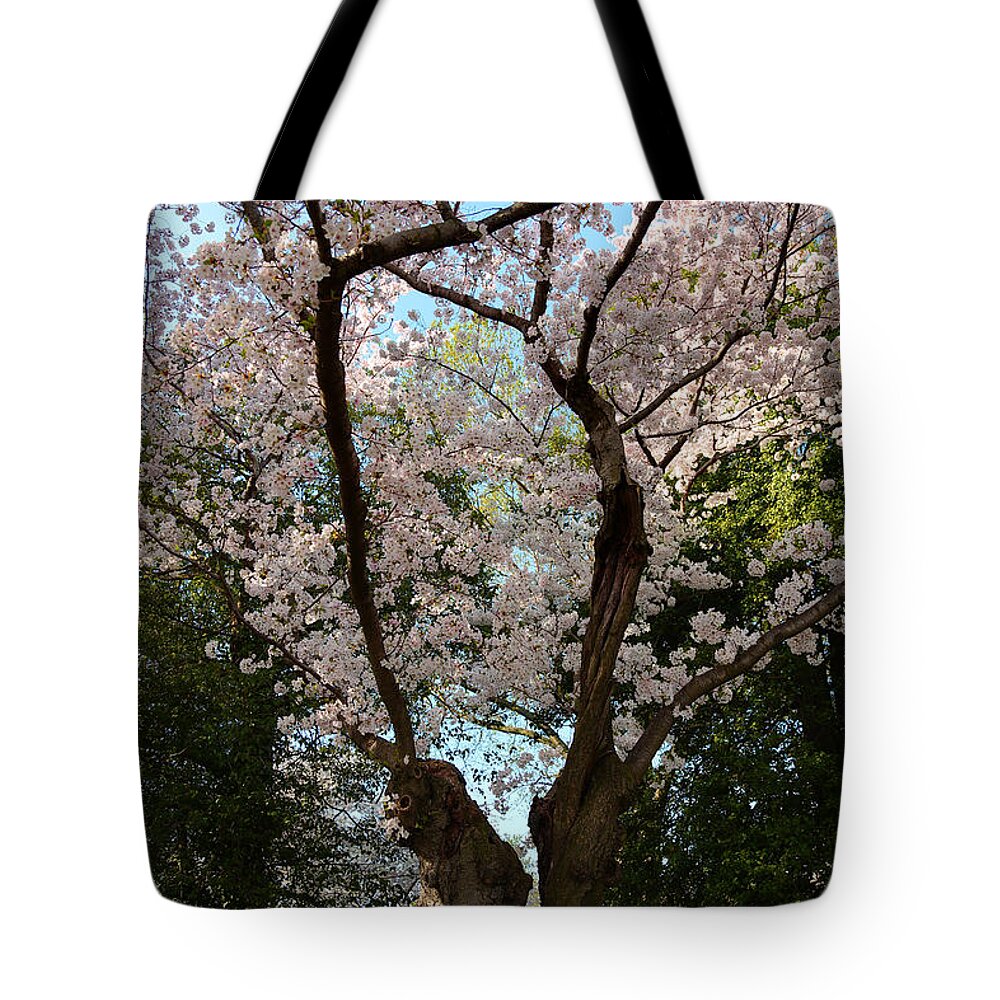 Architectural Tote Bag featuring the photograph Cherry Blossoms 2013 - 056 by Metro DC Photography