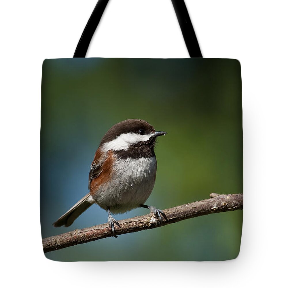 Animal Tote Bag featuring the photograph Chestnut Backed Chickadee Perched on a Branch by Jeff Goulden