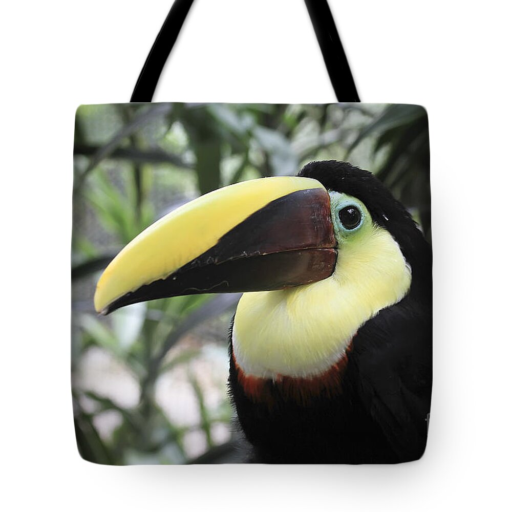 Animal Tote Bag featuring the photograph Chestnut-mandibled Toucan by Teresa Zieba