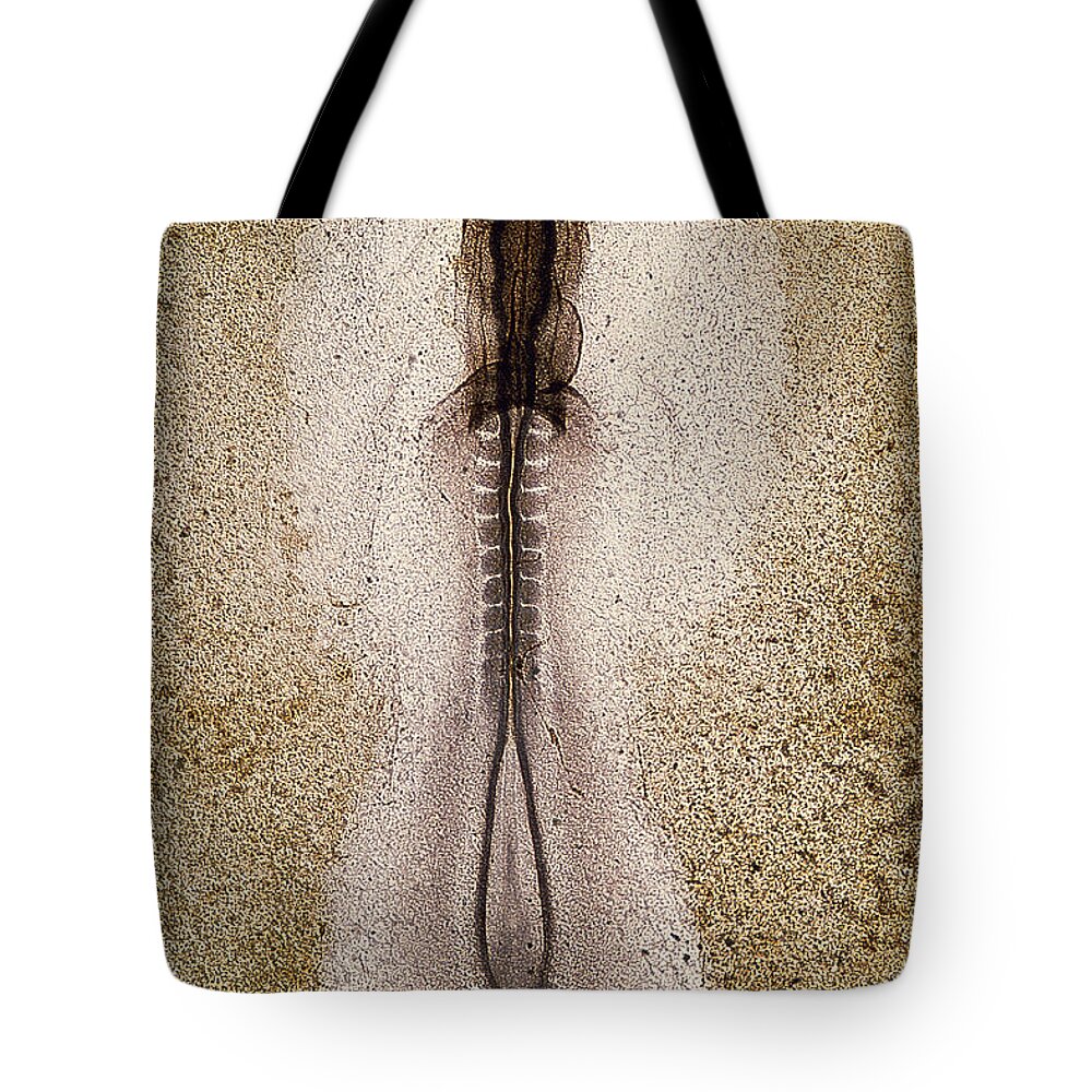 Science Tote Bag featuring the photograph Chicken Development 5 Of 12 by Biophoto Associates