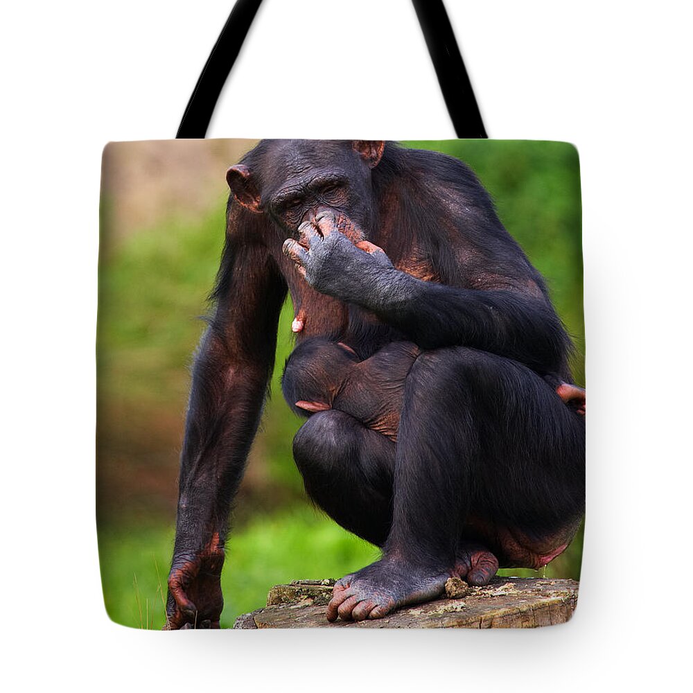 Chimpanzee Tote Bag featuring the photograph Chimp with a baby on her belly by Nick Biemans