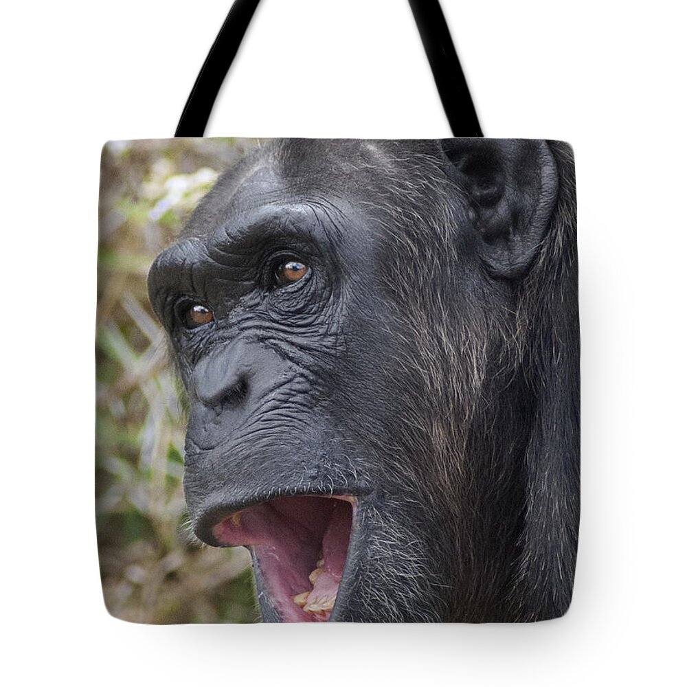 Feb0514 Tote Bag featuring the photograph Chimpanzee Calling Kenya by D. & E. Parer-Cook