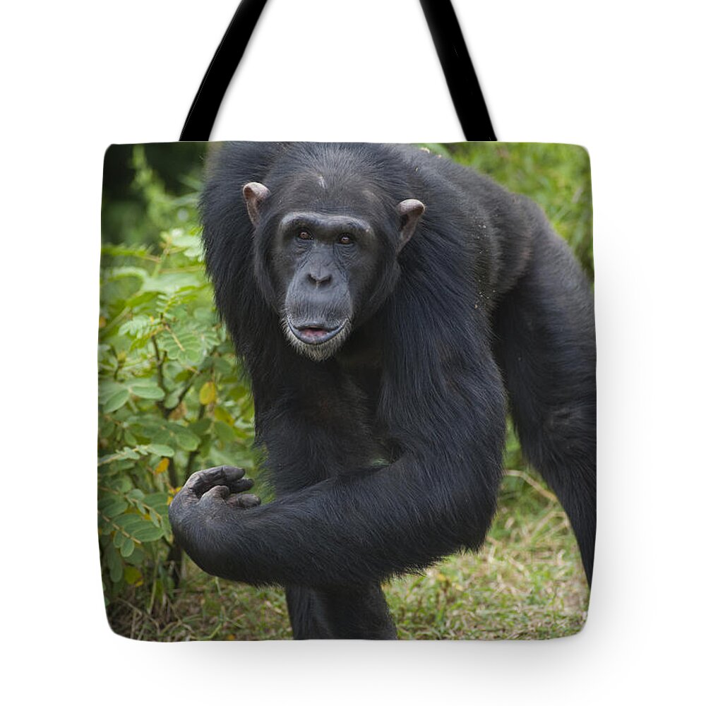 Feb0514 Tote Bag featuring the photograph Chimpanzee Kenya by D. & E. Parer-Cook