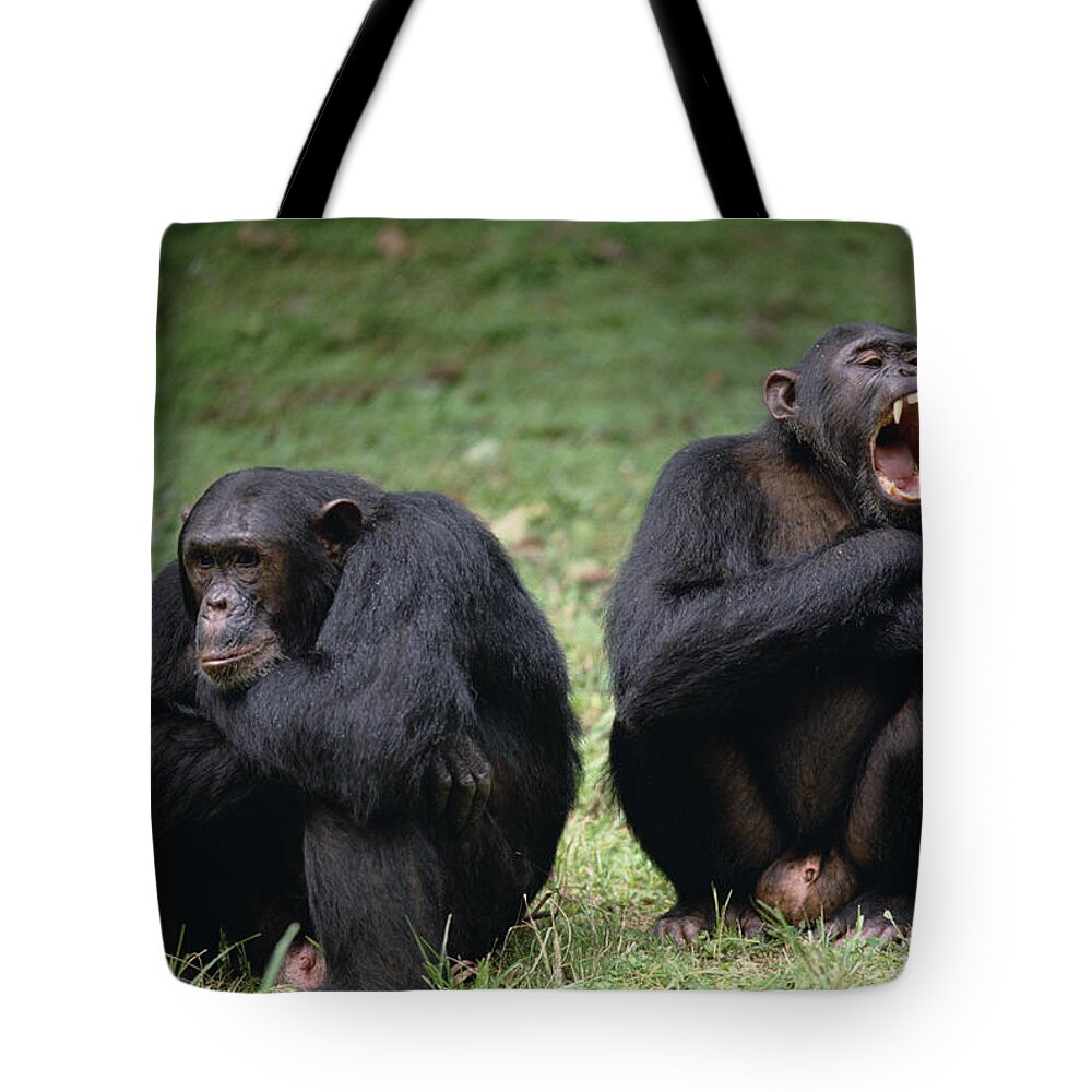 Feb0514 Tote Bag featuring the photograph Chimpanzee Pair Interacting Gombe Stream by Gerry Ellis