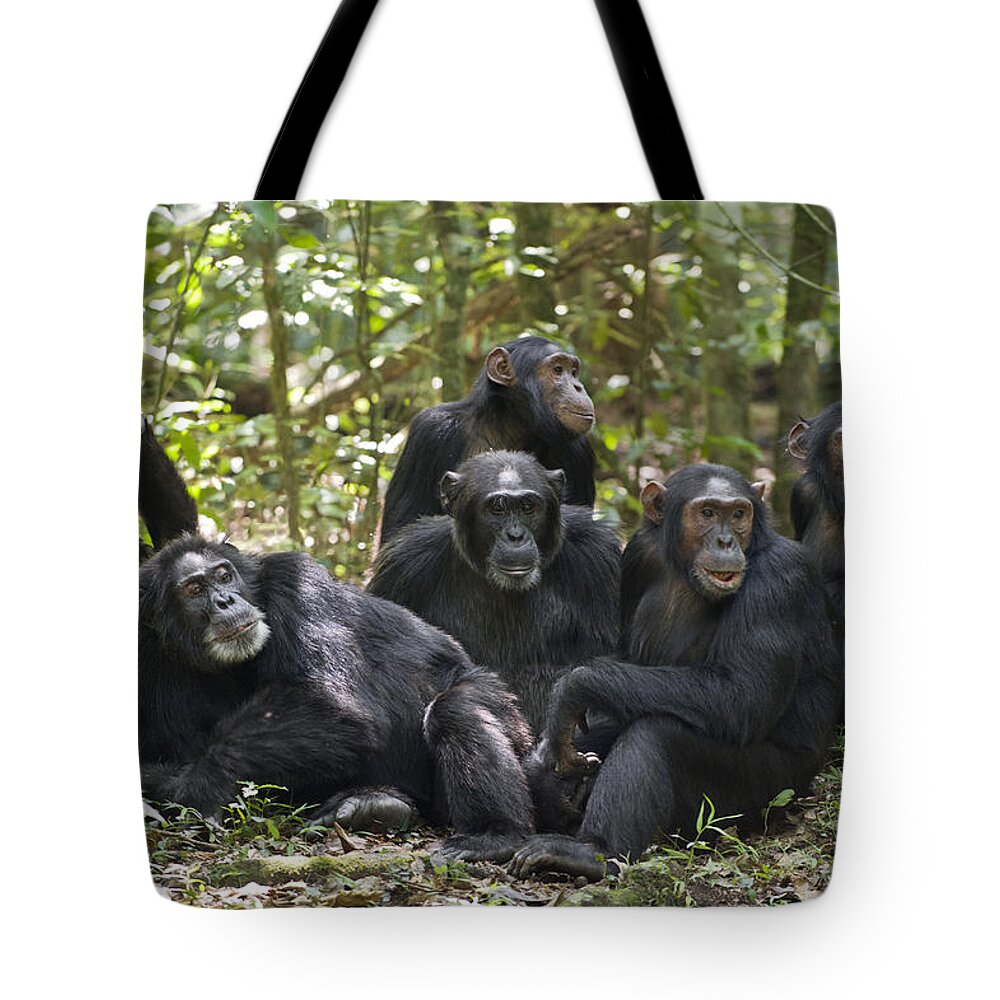 Feb0514 Tote Bag featuring the photograph Chimpanzees On Forest Floor Uganda by Suzi Eszterhas