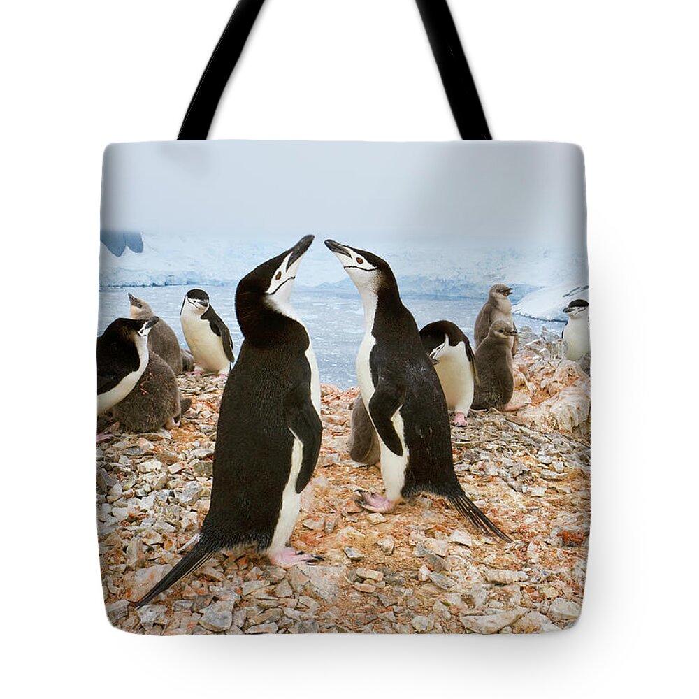 00345557 Tote Bag featuring the photograph Chinstrap Penguin Colony at Spigot Point by Yva Momatiuk John Eastcott