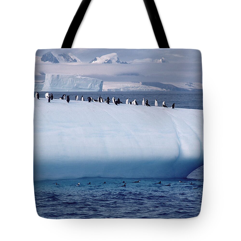 Feb0514 Tote Bag featuring the photograph Chinstrap Penguins On Iceberg by Flip Nicklin