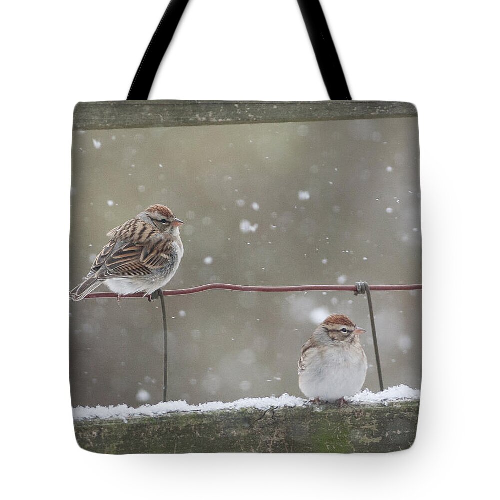 Chipping Sparrows Tote Bag featuring the photograph Chipping Sparrows in Winter by Melinda Fawver
