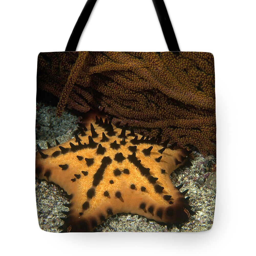 Animal Tote Bag featuring the photograph Chocolate Chip Sea Star by Greg Ochocki