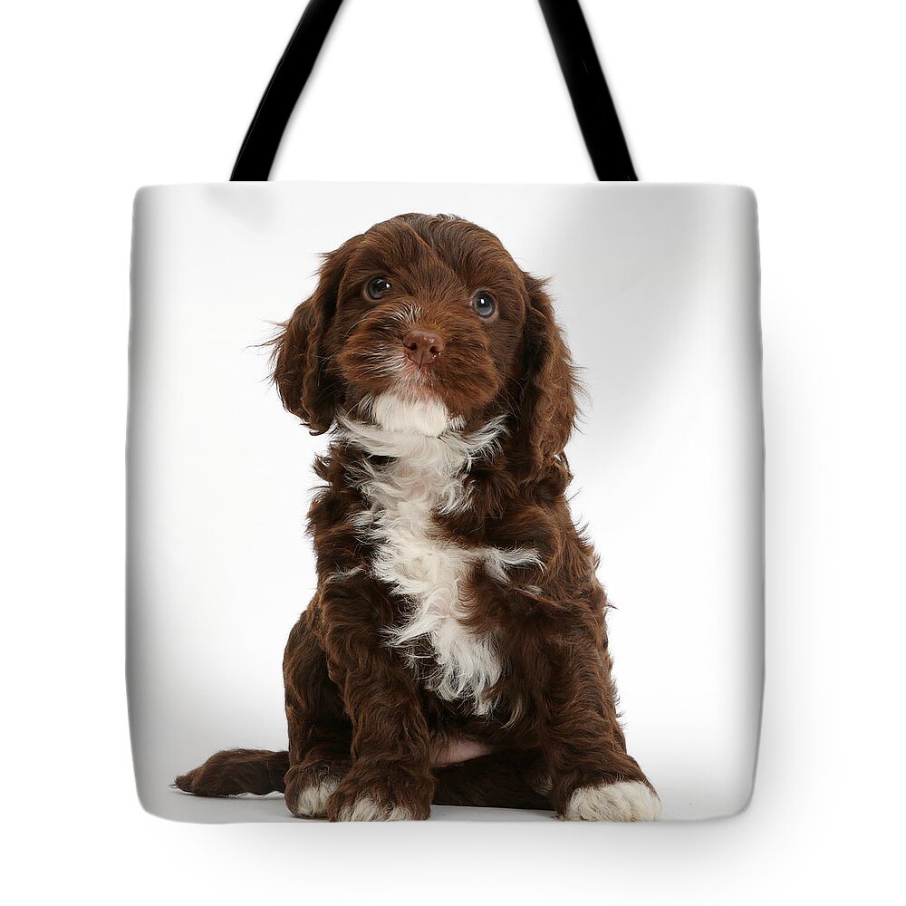 Chocolate Cockapoo Puppy Tote Bag featuring the photograph Chocolate Cockapoo Puppy by Mark Taylor