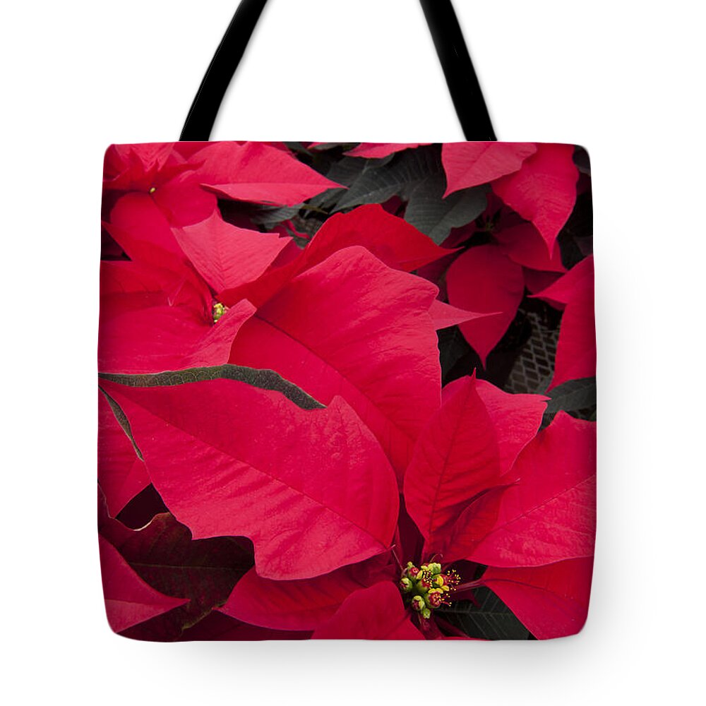 Poinsettia Tote Bag featuring the photograph Christmas Flowers by Patty Colabuono