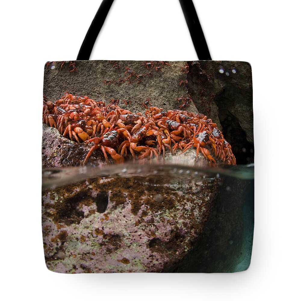 Flpa Tote Bag featuring the photograph Christmas Island Red Crab Migation by Colin Marshall