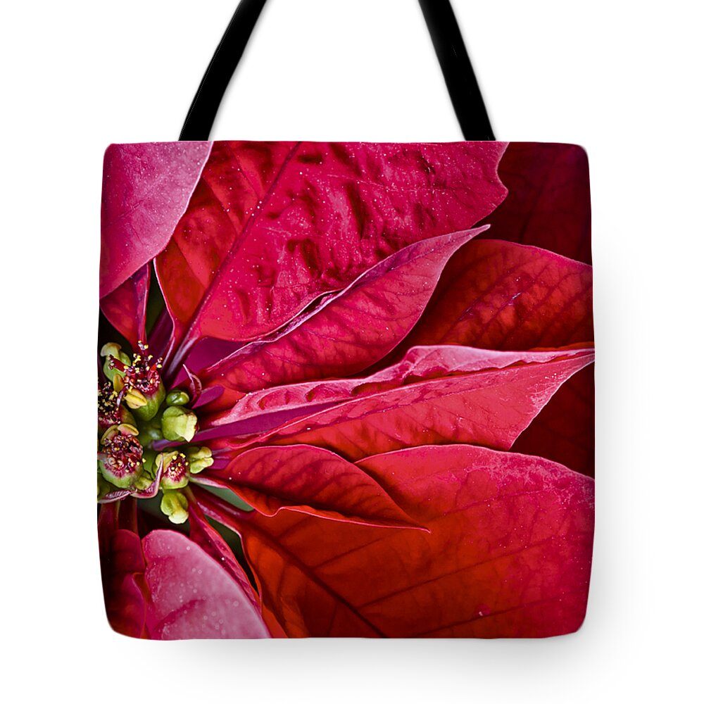 Bloom Tote Bag featuring the photograph Christmas Petals by Christi Kraft