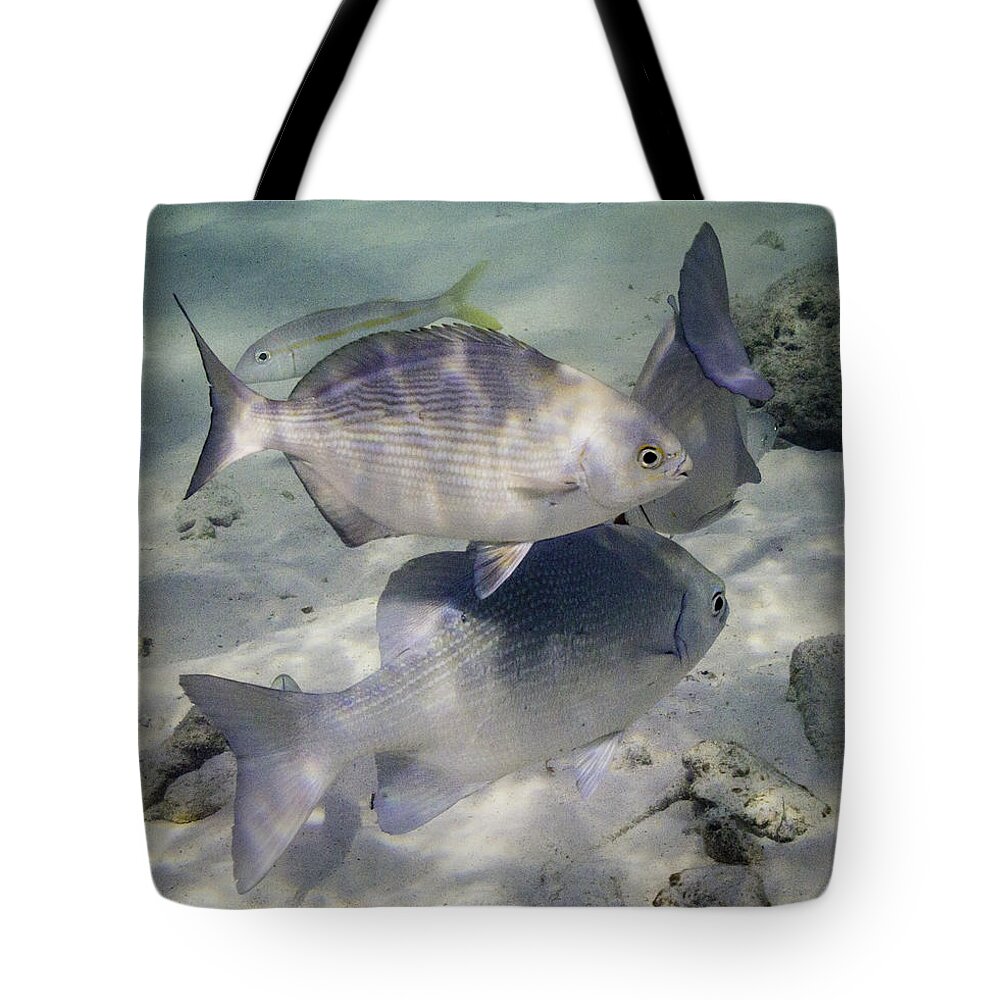 Fish Tote Bag featuring the photograph Chubbin' Around by Lynne Browne