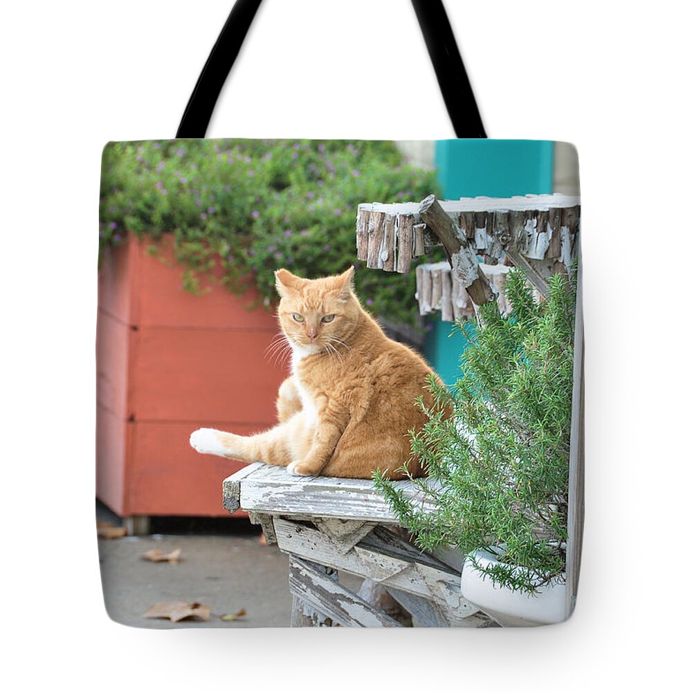 Animals Tote Bag featuring the photograph City Kitty by Jan Amiss Photography