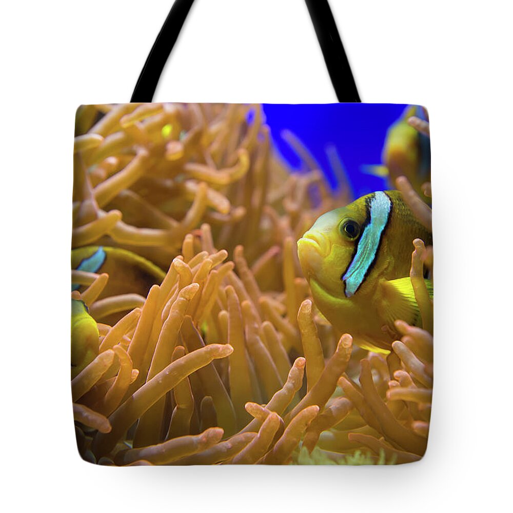 Underwater Tote Bag featuring the photograph Clarks Anemonfish - Amphiprion Clarkii by Cruphoto