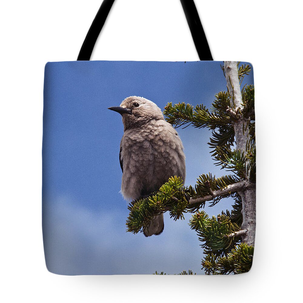 Animal Tote Bag featuring the photograph Clark's Nutcracker in a Fir Tree by Jeff Goulden