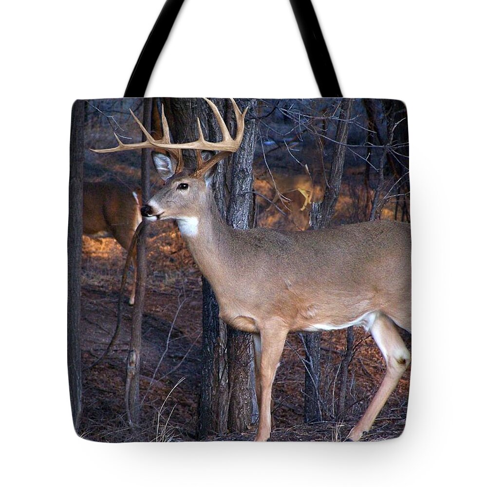 Deer Tote Bag featuring the photograph Clear Shot by Bill Stephens