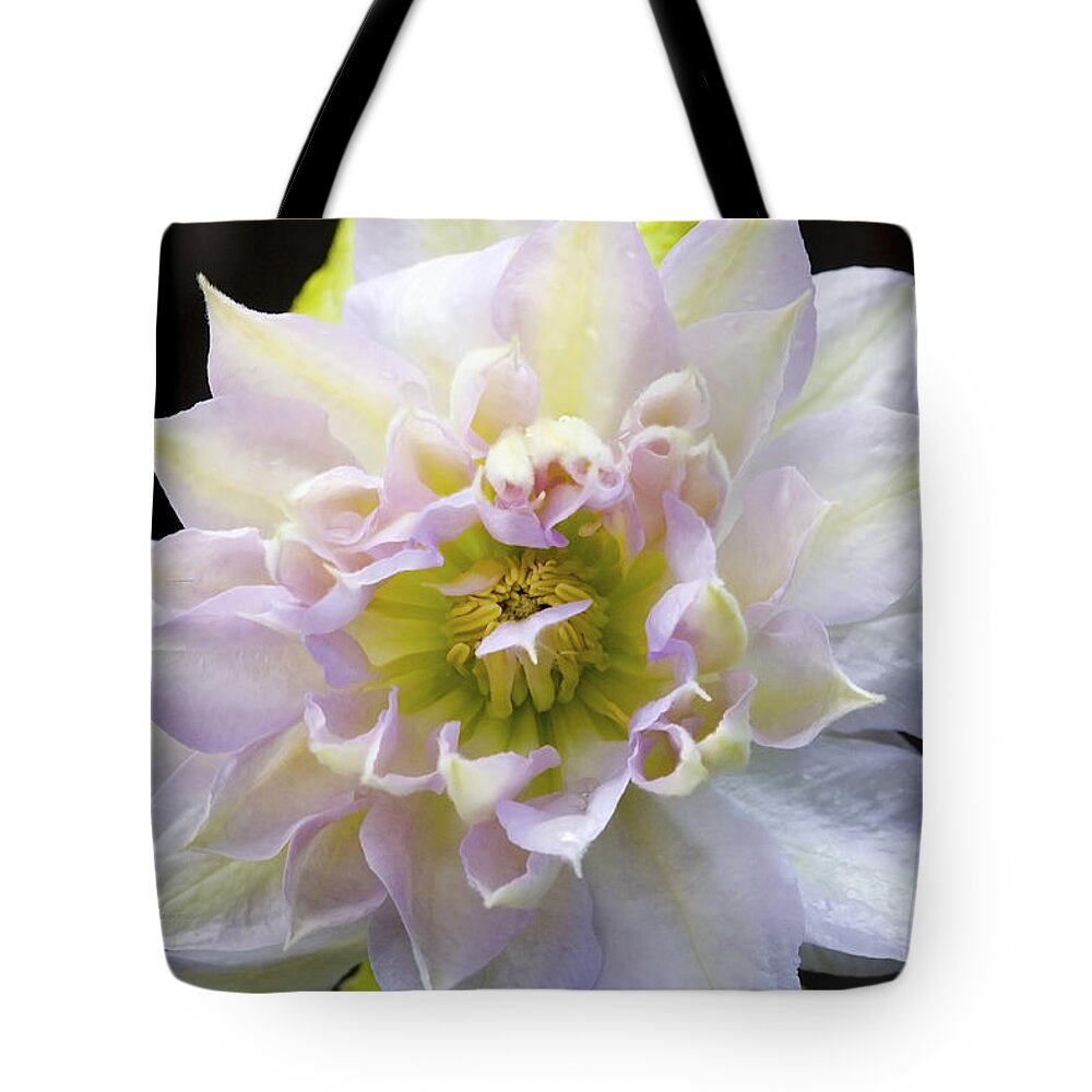 Clematis Tote Bag featuring the photograph Clematis 'Belle of Woking' by Richard J Thompson 