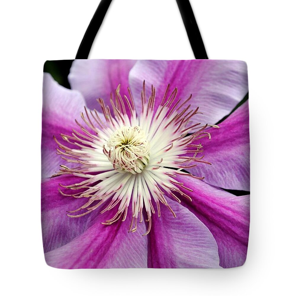 Clematis Tote Bag featuring the photograph Clematis by Kelly Nowak