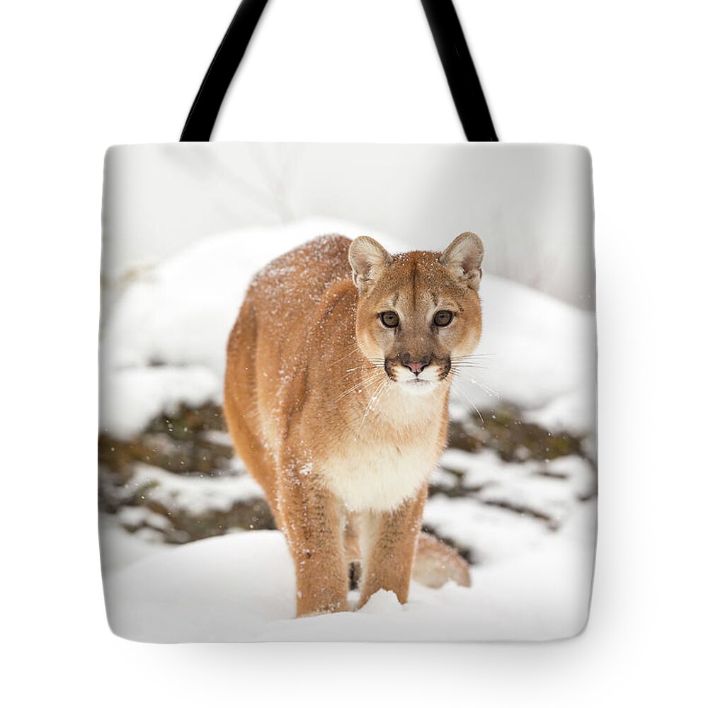 Alertness Tote Bag featuring the photograph Close Up Of A Mountain Lion by Regis Vincent