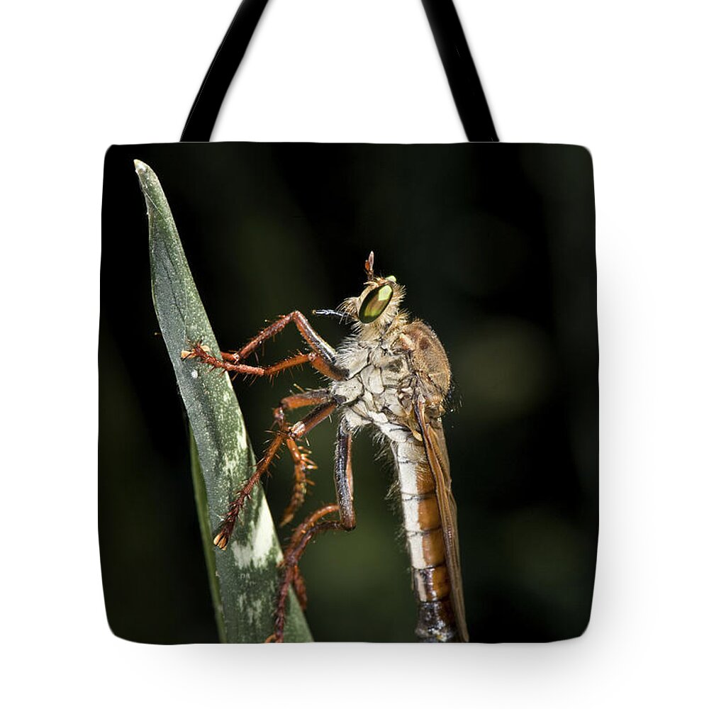 Robber Fly Tote Bags