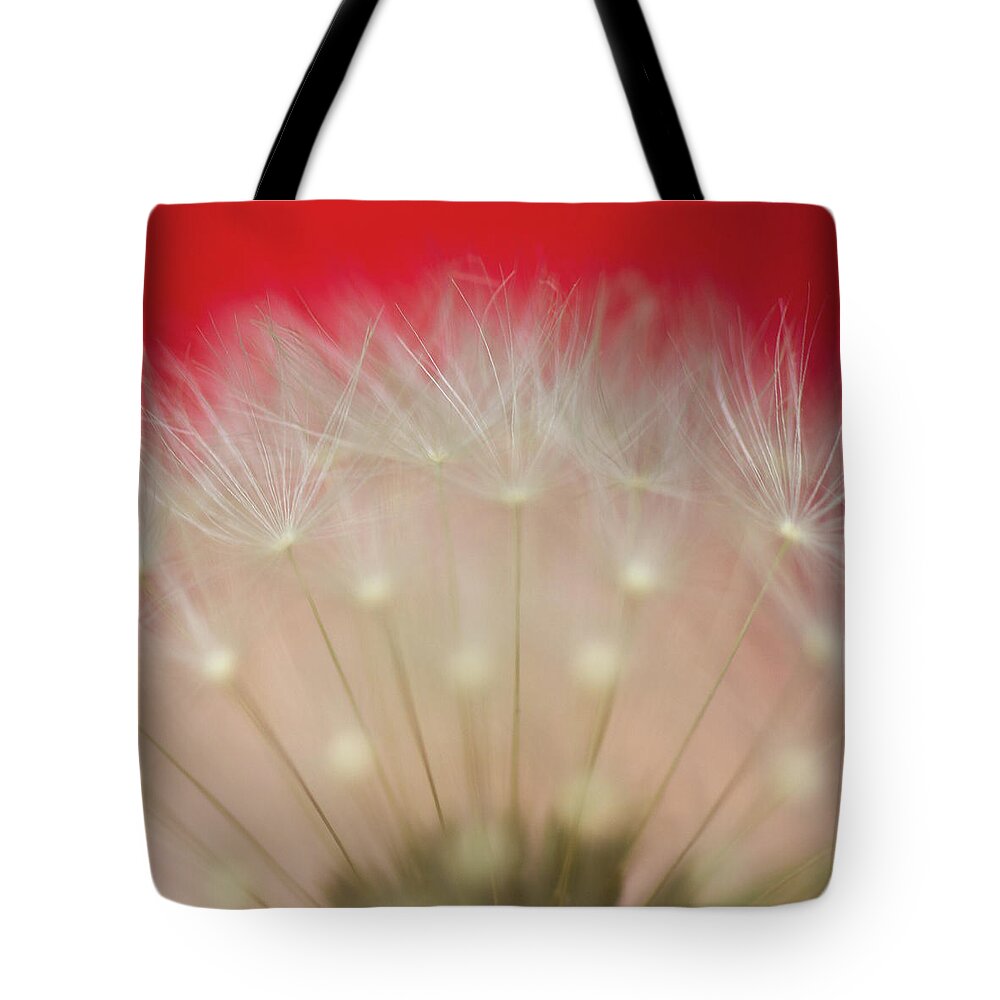 Fragility Tote Bag featuring the photograph Close-up Of Dandelion by Mr Din - Www.flickr.com/fabulist