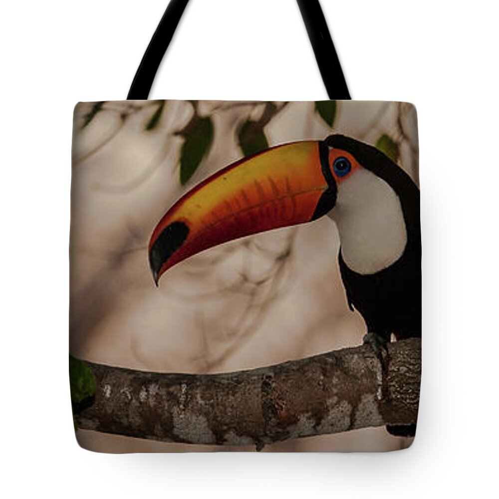 Photography Tote Bag featuring the photograph Close-up Of Tocu Toucan Ramphastos Toco by Panoramic Images