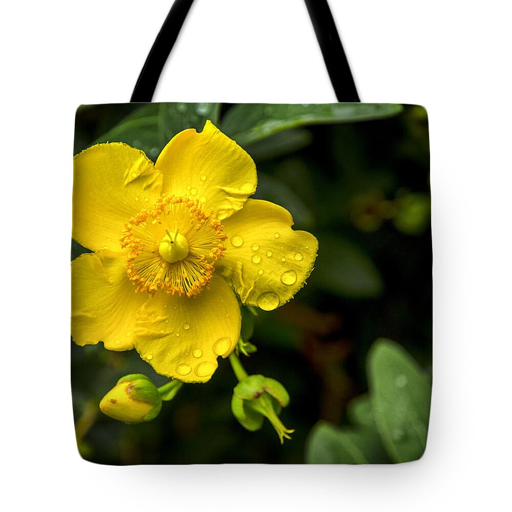 Close Tote Bag featuring the photograph Close Up by Pablo Lopez