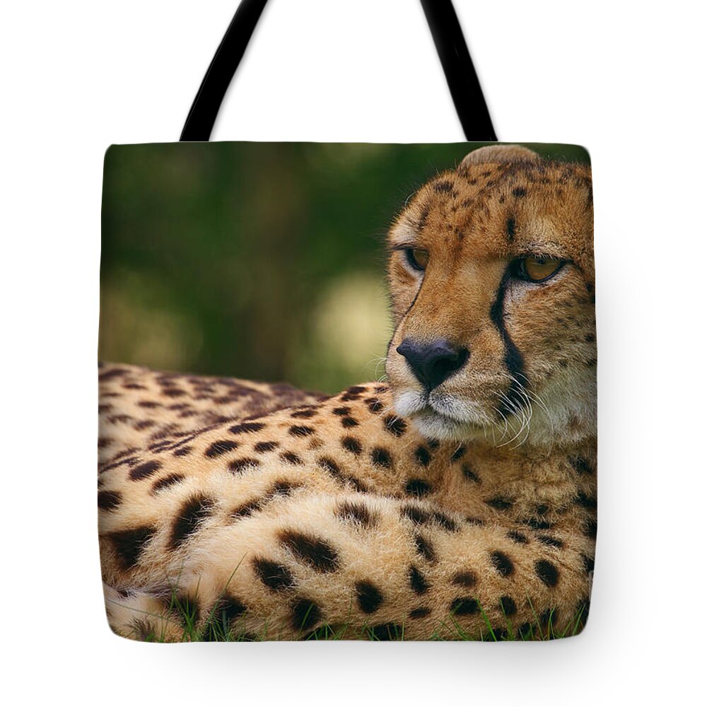 Close-up Tote Bag featuring the photograph Close-up portrait of a cheetah by Nick Biemans