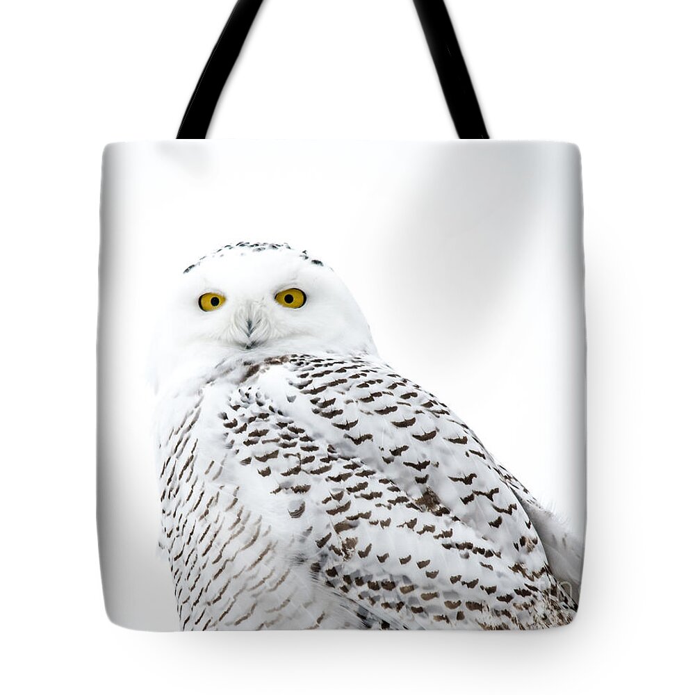 Field Tote Bag featuring the photograph Close Up Snowy by Cheryl Baxter