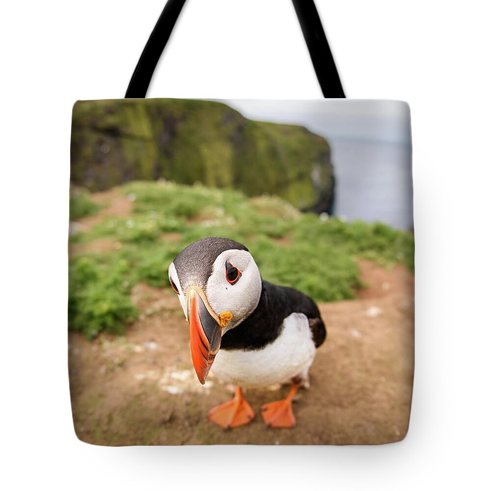 Pembrokeshire Tote Bag featuring the photograph Closeup Fisheye View Of Puffin On by Nuzulu