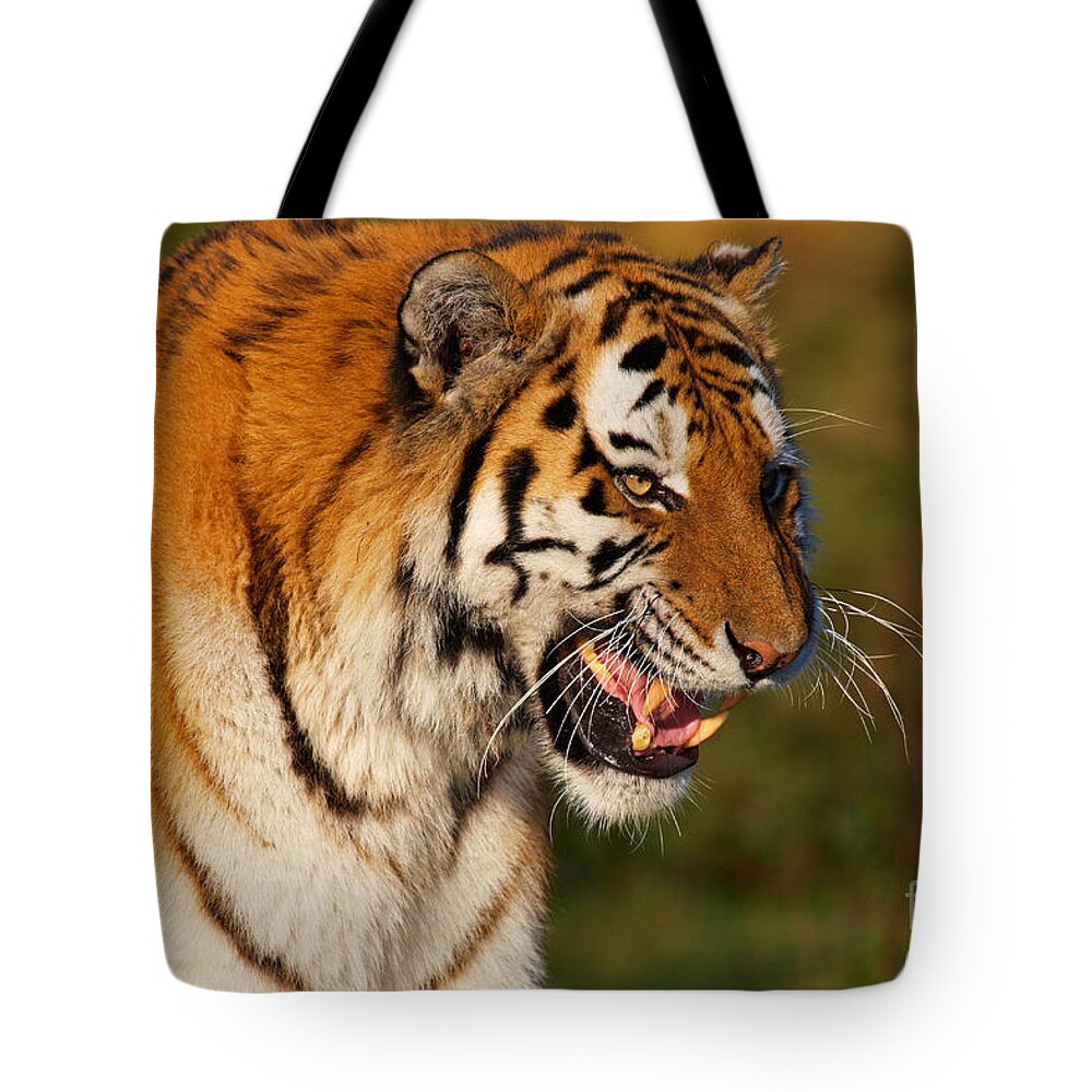 Tiger Tote Bag featuring the photograph Closeup portrait of a Siberian tiger by Nick Biemans