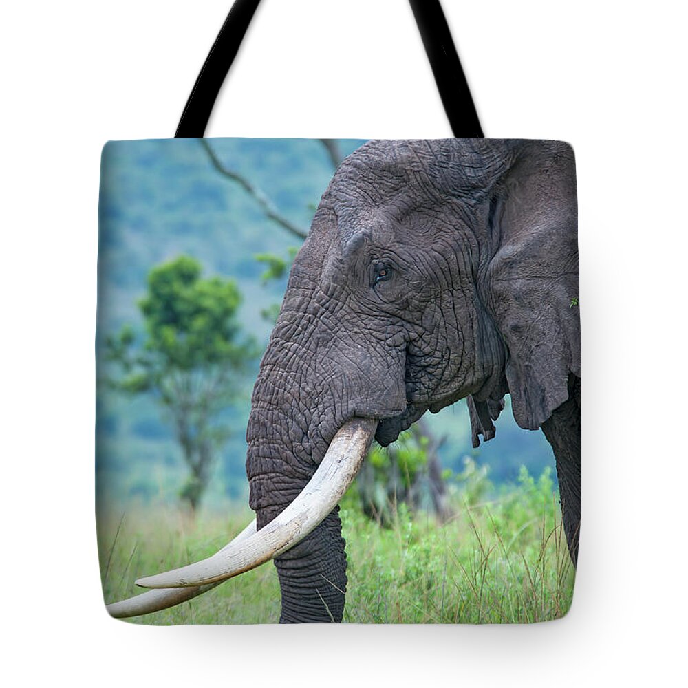 Kenya Tote Bag featuring the photograph Closeup Shot Of An Old Elephant In The by Guenterguni
