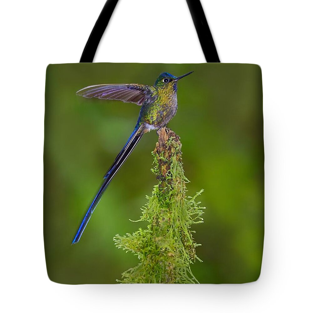 Violet-tailed Sylph Tote Bag featuring the photograph Cloud Forest Fairy by Tony Beck