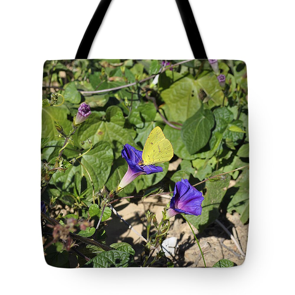 Clouded Yellow Butterfly Tote Bag featuring the photograph Clouded Yellow Butterfly by Verana Stark