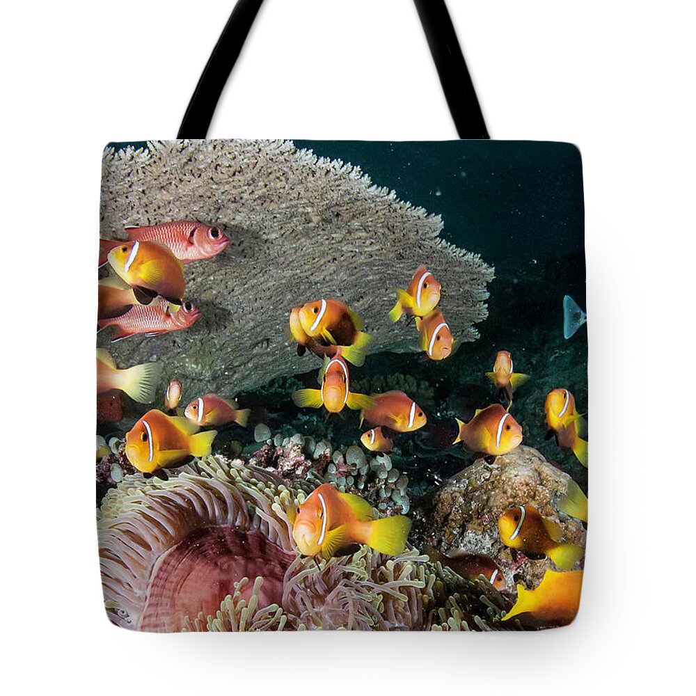 Underwater Tote Bag featuring the photograph Clown Fish by By Wildestanimal