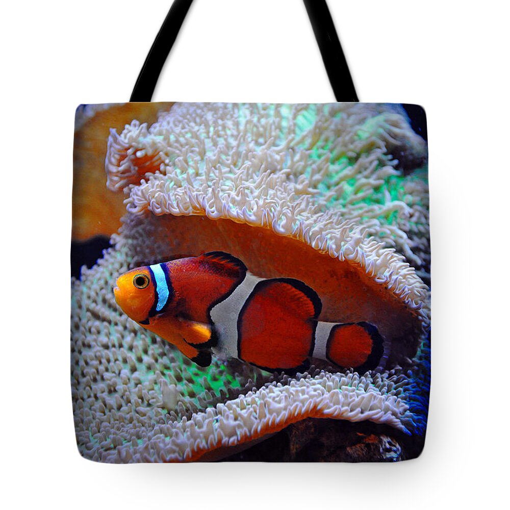 Nemo Tote Bag featuring the photograph Clown Fish by Savannah Gibbs