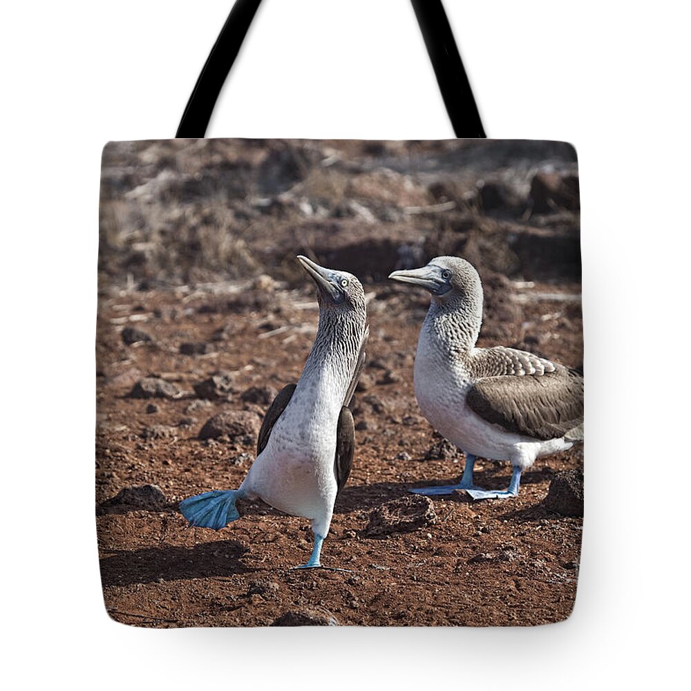 Blue Footed Booby Tote Bag featuring the photograph Clowning Around by Timothy Hacker