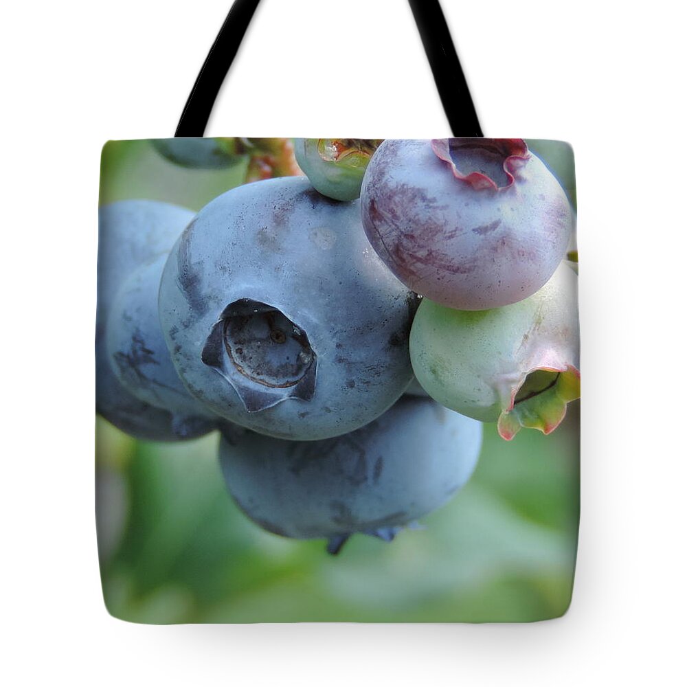 Blueberry Berry Fruit Delicious Sweet Sugar Fresh Organic Produce Grow Growth Growing Plump Blue Tasty Yummy Plant Food Edible Healthy Tote Bag featuring the photograph Clump of Blueberries 2 by Cityscape Photography