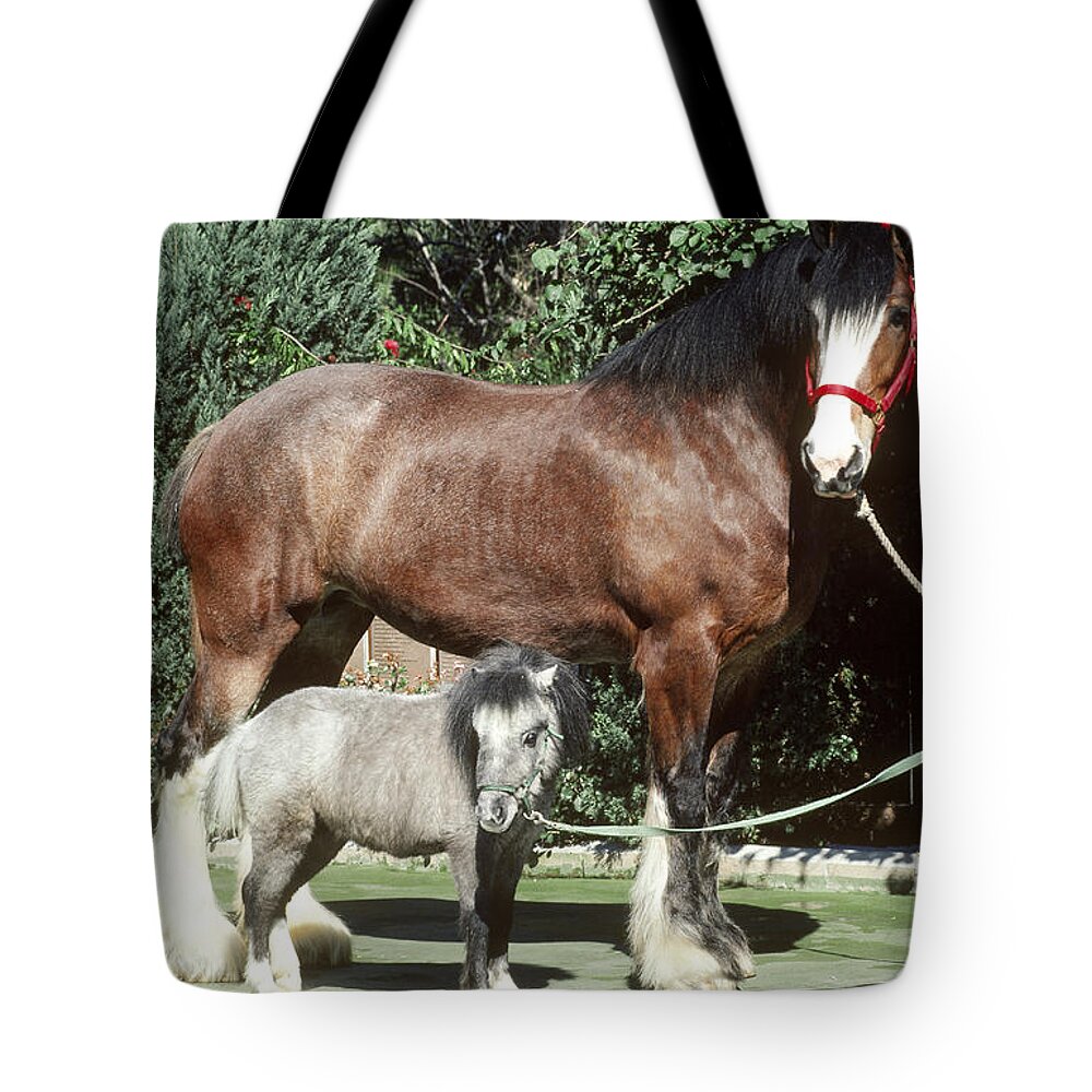 Animal Tote Bag featuring the photograph Clydesdale And Miniature Horses by R. Van Nostrand
