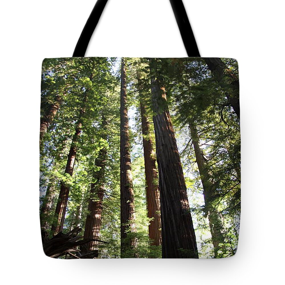 Coast Redwood Tote Bag featuring the photograph Coastal Redwoods by Christiane Schulze Art And Photography